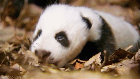 Baby Panda Sleeping GIF - Find & Share on GIPHY