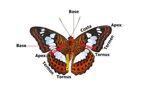 Butterflies of Singapore: Butterfly Anatomy