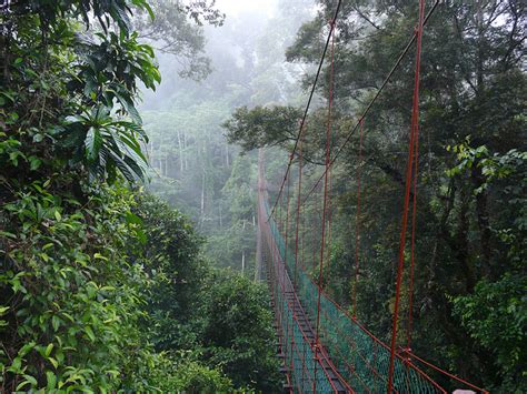 Danum Valley Conservation area | Borneo Rainforest | Sabah Tourist & Travel Guide | Malayisia