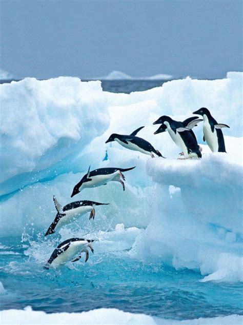 Antarctica Crystal Desert Penguins Diving off Ice | Ecology, Antarctica ...