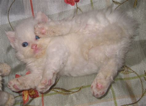 Lambkins new cat breed | Teacup kitten, Teacup kittens for sale, Cute animals