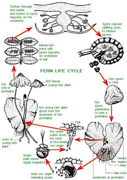 Growing ferns from spores - Australian Plant Information