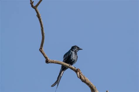 Bird Drongo Branch - Free photo on Pixabay - Pixabay