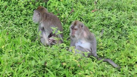 Video 1920x1080 Monkey Eating Mint Leaves Stock Footage Video (100% ...