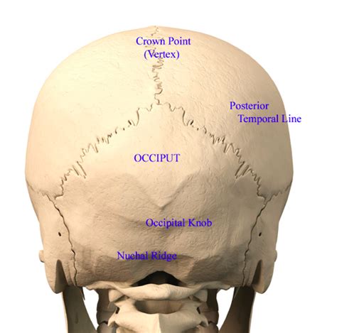 Vertex Anatomy