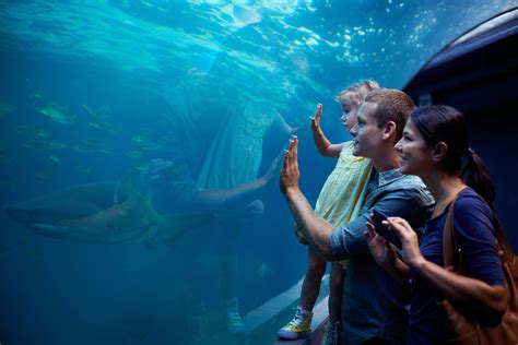 Sea Life London Aquarium: o que ver, como chegar, ingressos e mais