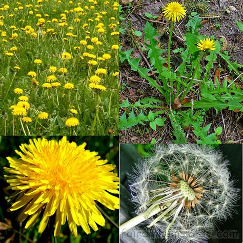 Dandelion Weed Taraxacum Officinale Seeds | Fair Dinkum Seeds