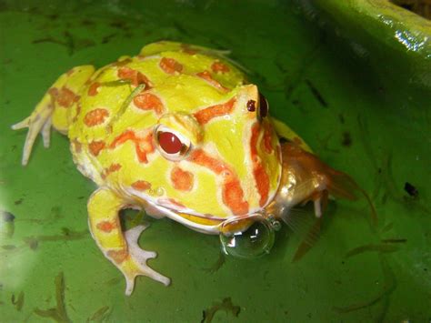 Care of Exotic Animals: Ceratophrys cranwelli (Albino)