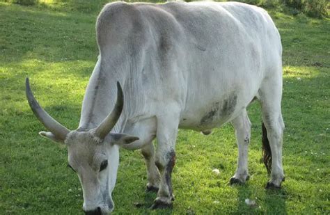 Zebu - Description, Habitat, Image, Diet, and Interesting Facts