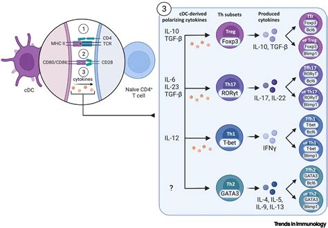 A model of Th2 differentiation based on polarizing cytokine repression ...