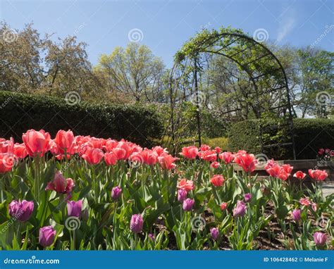 Pink and Purple Tulips in the Garden Stock Photo - Image of gardens ...