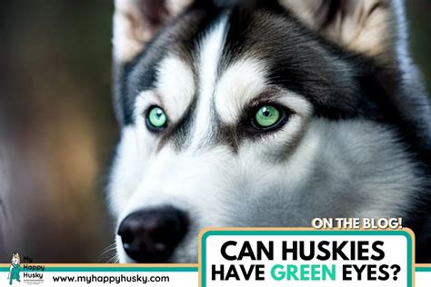 Husky With Green Eyes: Do They Exist? (Proof) – My Happy Husky