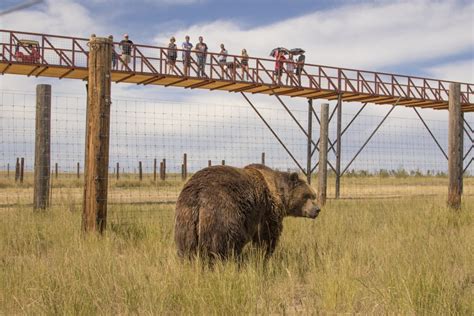 Largest Carnivore Sanctuary In The World Breaks World Record - The Grey ...