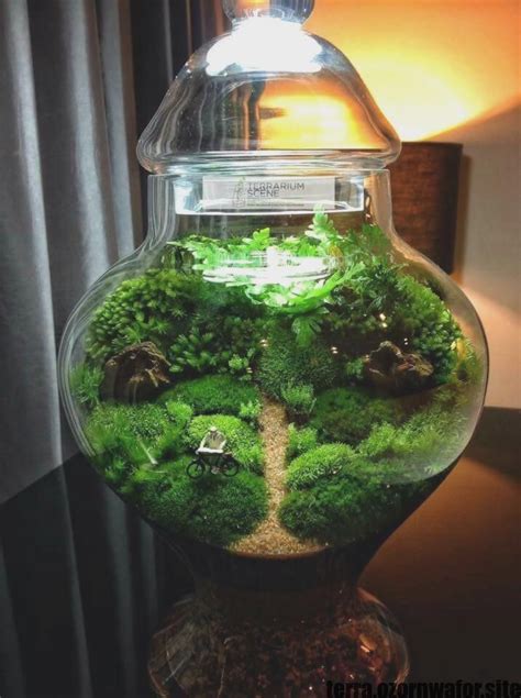 absolutely free popular Closed Terrarium Ideas layout | Closed terrarium plants, Terrarium ...