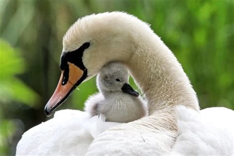 Mama and baby swan - Teh Cute