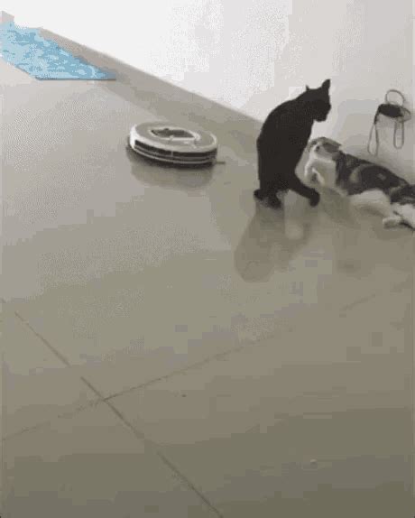 Cat Roomba GIF - Cat Roomba Cute - Discover & Share GIFs