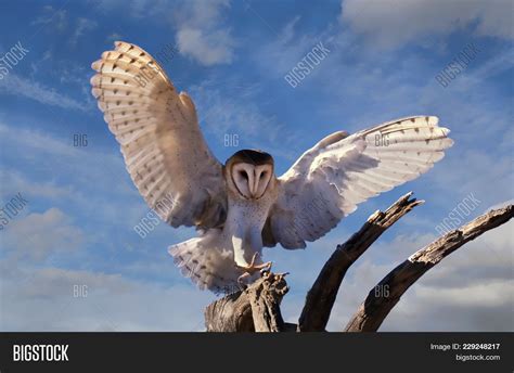 Barn Owls Landing