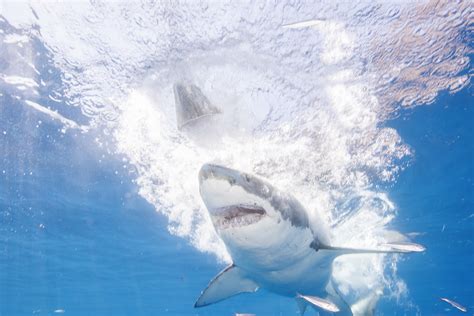 Great White Feeding Frenzy Filmed As 16-Foot Mega Sharks Feast on Whale ...