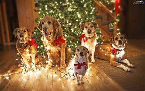 Puppies Christmas Wallpapers - Wallpaper Cave