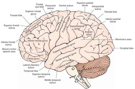 Lateral view of the cerebral cortex showing the principal gyri and ...