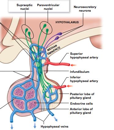 Hypothalamo-Hypophyseal System | Portal system, Anterior pituitary ...