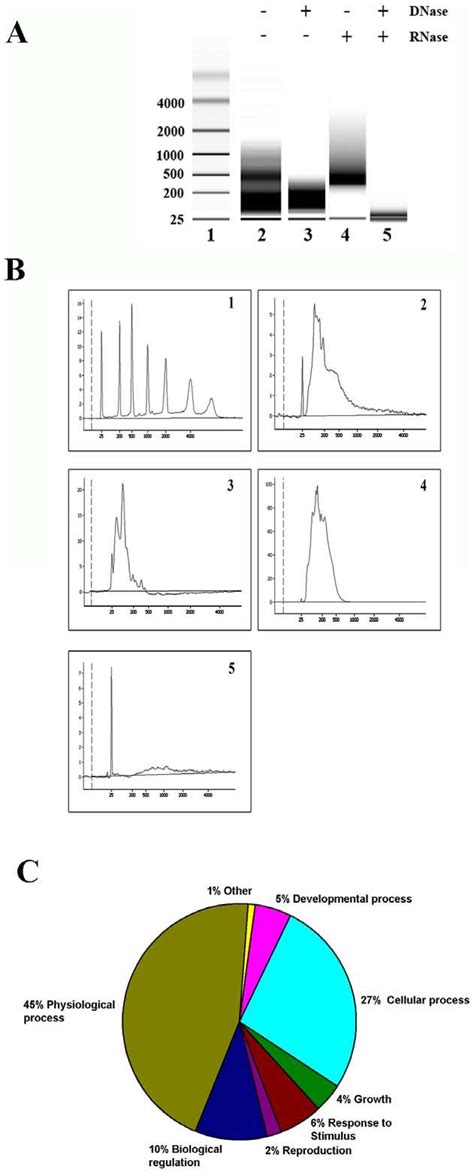 Exosomes contain mRNA species. (A) RNA from saliva exosomes was... | Download Scientific Diagram