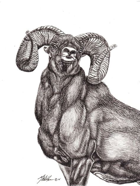 Bighorn Sheep | Sheep, Art, Humanoid sketch