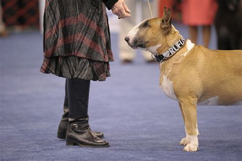 AKC all-breed dog shows kick off Thursday | wtsp.com