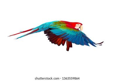 Military Macaw Ara Militaris Flying Isolated Stock Photo 1676046964 ...