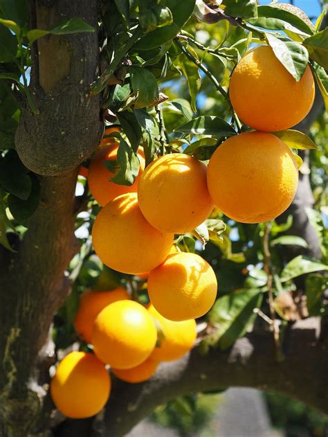 HD wallpaper: high-angle photography of tree with orange fruits ...