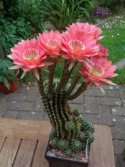 DSC_2330 | Blooming cactus, Cactus flower, Cactus garden