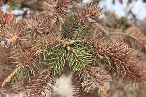 Watch Out for These 5 Evergreen Tree Diseases - PrimeRealAdState