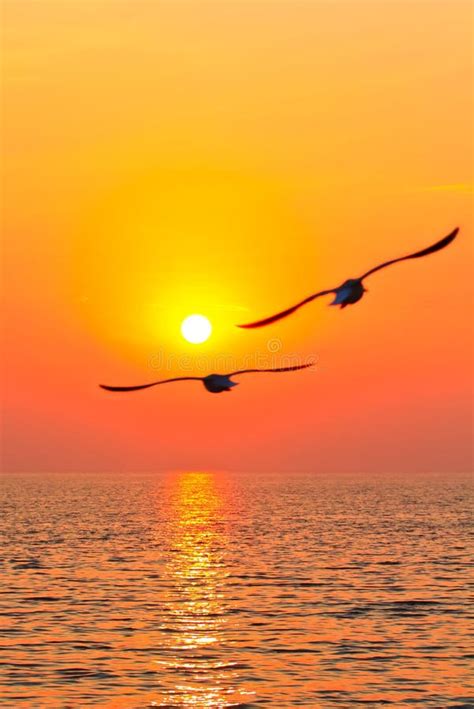 Flying birds with sunset stock image. Image of bright - 17277751