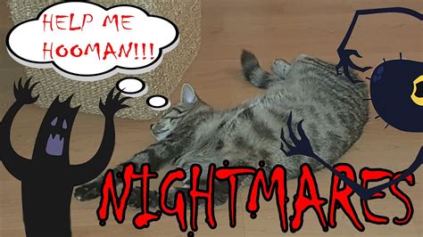 Do cats have nightmares? - YouTube