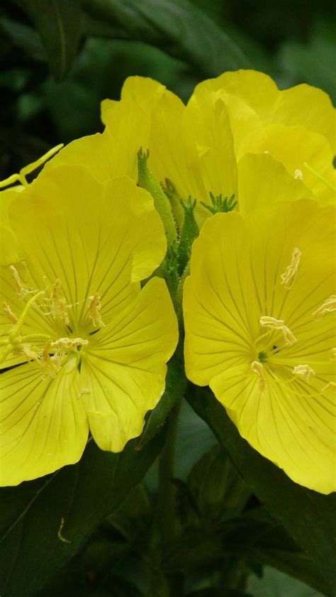 flowers, yellow, close-up, night | Hermosas flores, Flores, Plantas