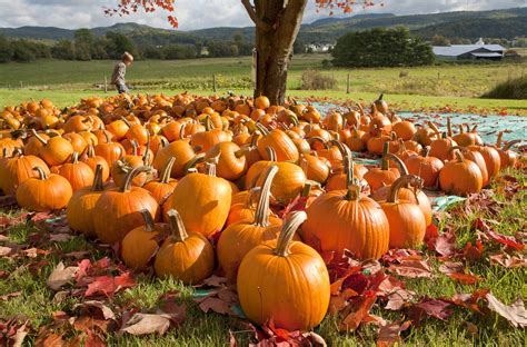 Affordable Pumpkin Patches in Every State — Pumpkin Patch Near Me - The ...