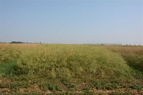 Manipulating agronomic factors for optimum canola harvest timing ...