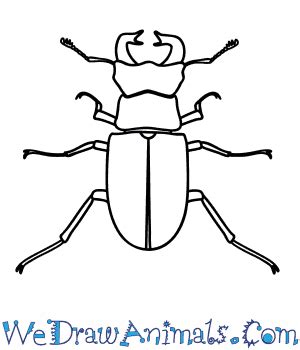 How to Draw a Stag Beetle