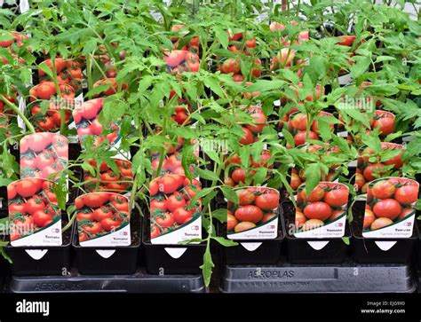 Young tomato plants for sale in a plant nursery Stock Photo, Royalty Free Image: 80264296 - Alamy