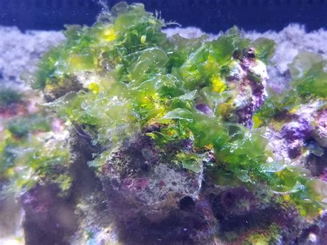 What type of algae is this and will tangs devour it? | REEF2REEF ...