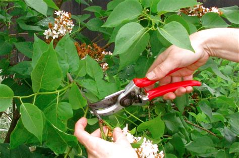 Techniques To Improve Lilac Pruning - Down 2 Earth Down 2 Earth