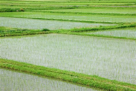 Flooded Rice Paddy Field - Stock Photo - Dissolve