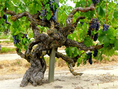 Zinfandel – Wine International Association WIA