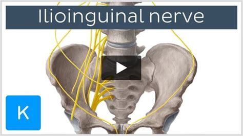 Ilioinguinal nerve: Anatomy, function and injury | Kenhub