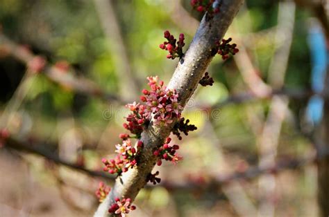 Spondias Purpurea Flowers on the Branch Stock Image - Image of backyard ...