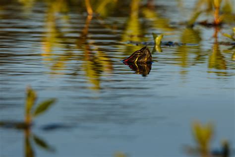 Wildlife Bonanza - Sacramento Valley