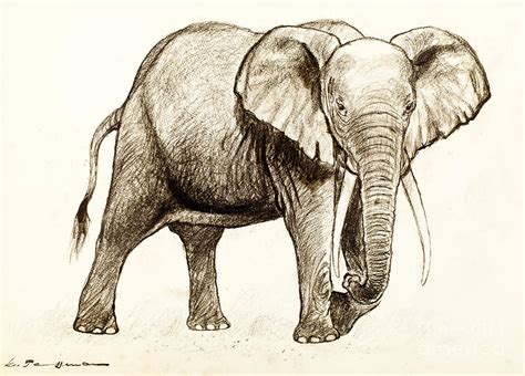 African Elephant Drawing by Kurt Tessmann