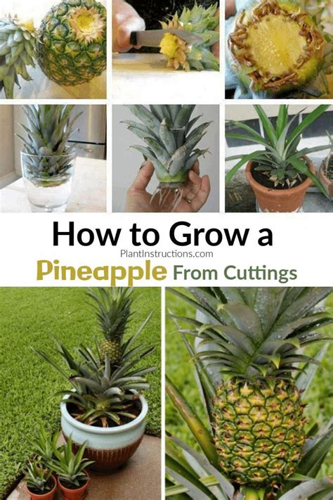 How to Grow A Pineapple In Your Home or Garden – Plant Instructions #HowToStayHealthyNutriti ...