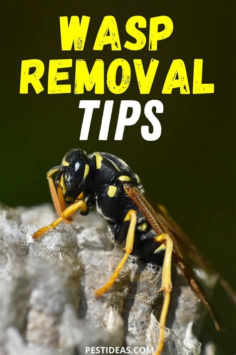 DIY Wasp Nest Removal - Pest Ideas