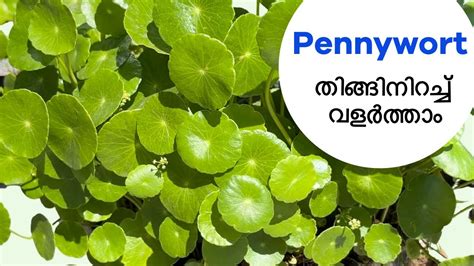 How to propagate Pennywort plant/ Tips to grow pennywort bushy in 10 ...